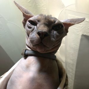 Meet your Posher, Kelly